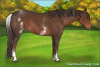 Horse Color:White Spotted Liver Chestnut Sabino 