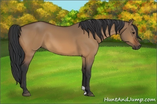 Horse Color:Bay Dun 