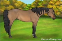 Horse Color:Bay Dun 