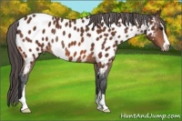 Horse Color:Bay Sabino Near Leopard Rabicano