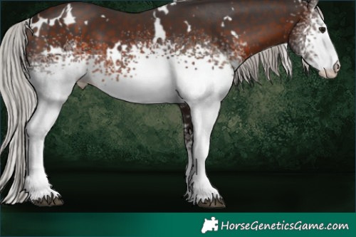 Horse Color:White Spotted Silver Brown