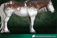 Horse Color:White Spotted Silver Brown