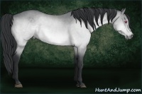 Horse Color:Bay Chinchilla 