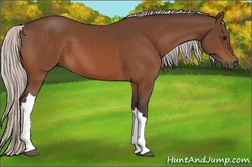 Horse Color:Silver Bay 
