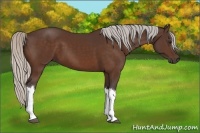 Horse Color:Silver Bay 