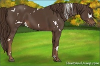 Horse Color:White Spotted Liver Chestnut 