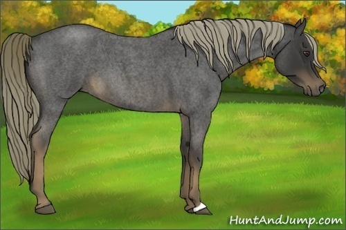 Horse Color:Liver Red Roan 