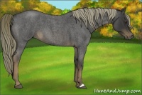 Horse Color:Liver Red Roan