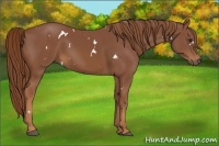 Horse Color:White Spotted Chestnut 