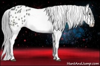 Horse Color:Black Chinchilla Appaloosa 