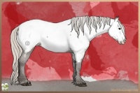 Horse Color:Silver Black Appaloosa 