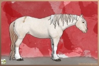 Horse Color:Red Dun Tobiano Appaloosa 