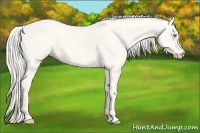 Horse Color:Cremello Dun