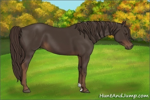 Horse Color:Liver Chestnut 