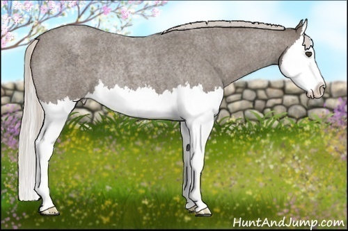 Horse Color:Silver Blue Roan Splash Rabicano 