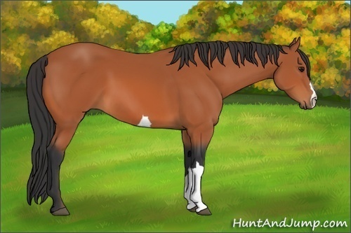 Horse Color:Bay 