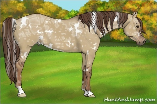 Horse Color:White Spotted Liver Red Dun Ice 