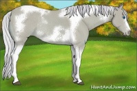 Horse Color:Watercolor Silver Bay Roan Tobiano Frame Rabicano