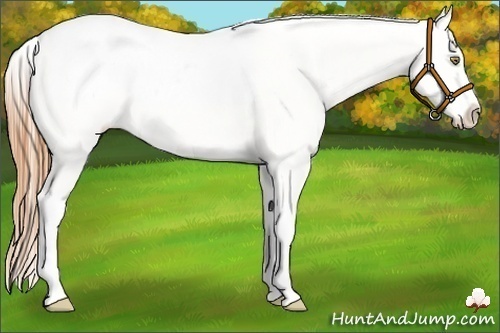 Horse Color:Gold Champagne Roan Splash Snowcap 