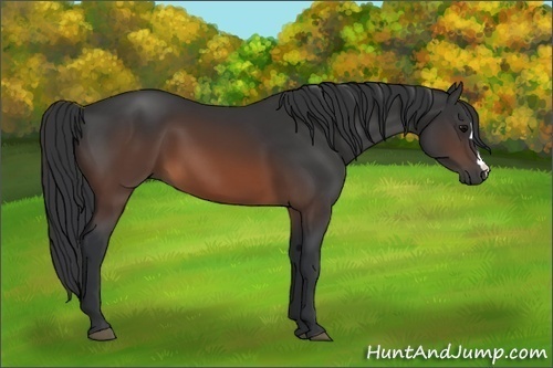 Horse Color:Brown 