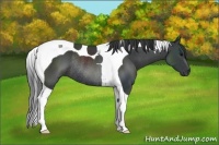 Horse Color:Black Tobiano Rabicano 