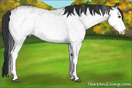 Horse Color:White Spotted Black