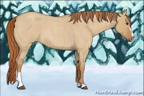 Horse Color:Red Dun Roan Sabino