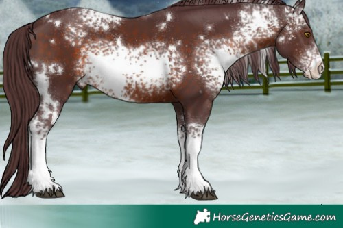 Horse Color:White Spotted Chocolate Brown 