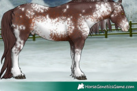 Horse Color:White Spotted Chocolate Brown 