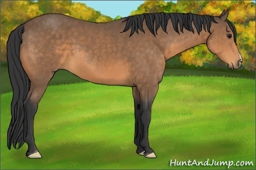 Horse Color:Buckskin