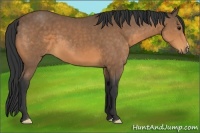 Horse Color:Buckskin