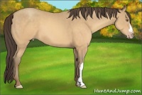 Horse Color:Sable Cream Champagne 