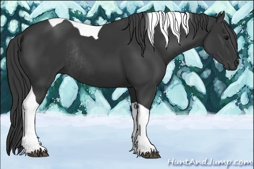 Horse Color:Black Tobiano Rabicano 