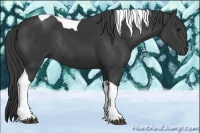 Horse Color:Black Tobiano Rabicano