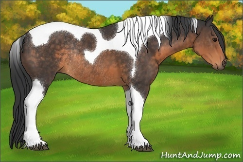 Horse Color:Buckskin Tobiano Rabicano