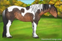 Horse Color:Buckskin Tobiano Rabicano