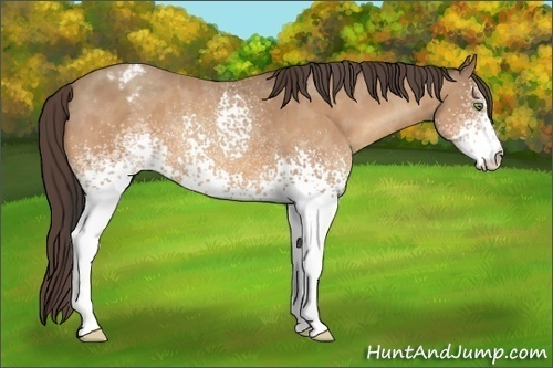 Horse Color:White Spotted Amber Champagne Varnish