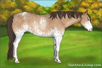 Horse Color:White Spotted Amber Champagne Varnish 