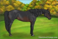Horse Color:Brown Rabicano  and Brown Rabicano 