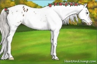 Horse Color:White Spotted Silver Bay Appaloosa 