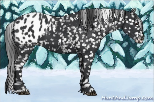 Horse Color:Black Appaloosa 