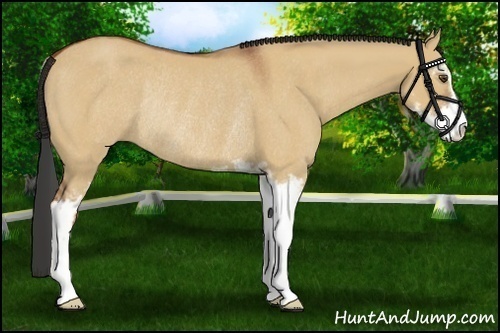 Horse Color:Bay Dun Sabino Rabicano