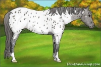 Horse Color:Grullo Appaloosa Rabicano