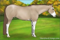 Horse Color:Grullo Pearl Sabino