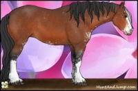 Horse Color:Bay Sabino 