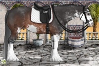 Horse Color:Brown Sabino Rabicano