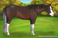 Horse Color:Bay Splash 