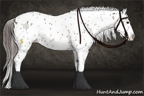Horse Color:Bay Roan Near Leopard