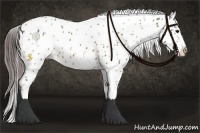 Horse Color:Bay Roan Near Leopard 