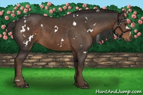 Horse Color:White Spotted Liver Chestnut 
